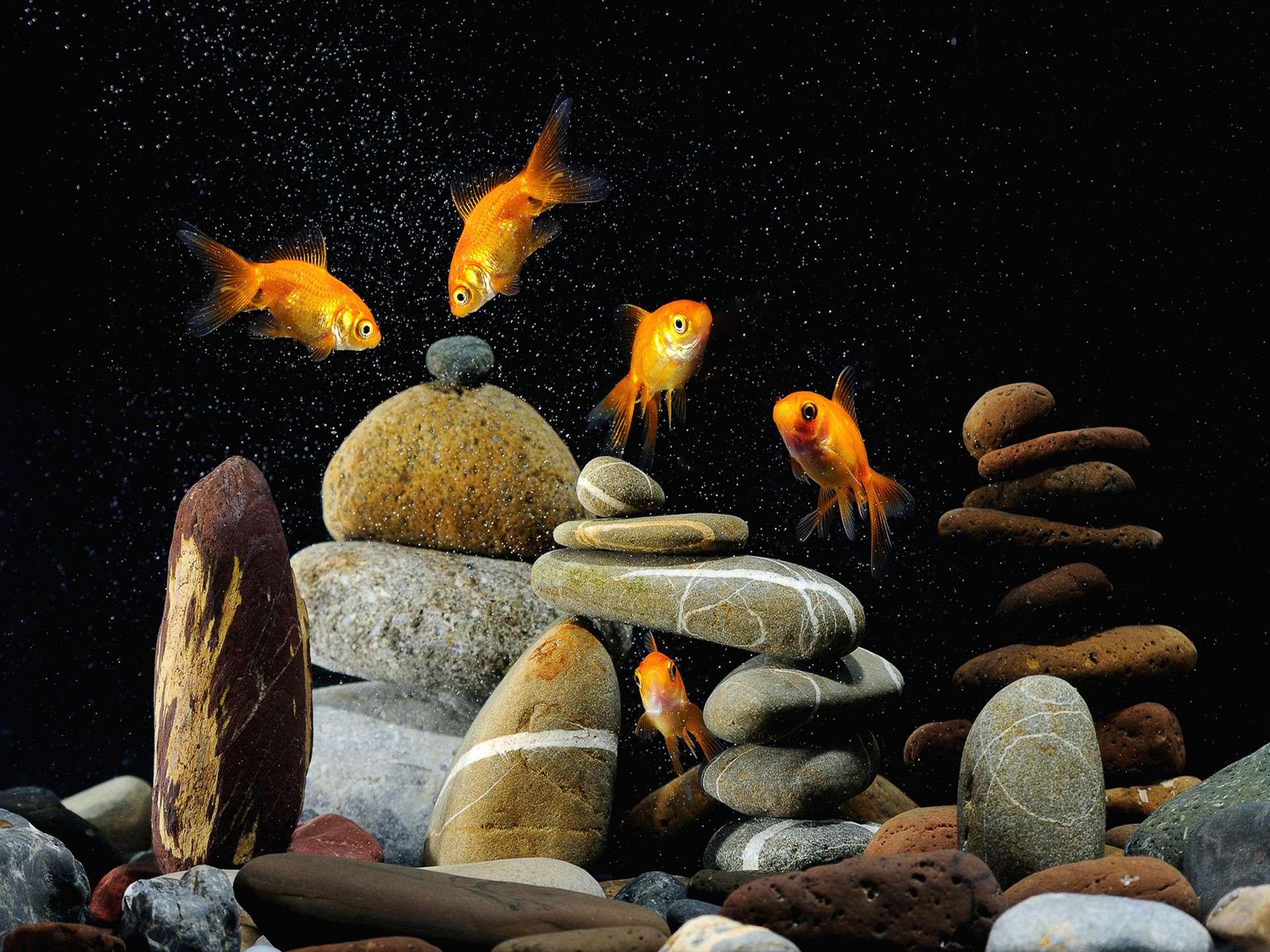 Can an aquarium help you beat stress ?